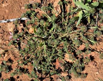 Fotografia da espécie Trifolium cherleri