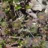 Fotografia 10 da espécie Trifolium cherleri do Jardim Botânico UTAD