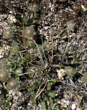 Fotografia 11 da espécie Trifolium cherleri no Jardim Botânico UTAD