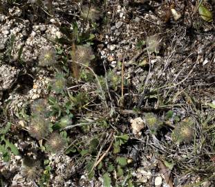 Fotografia da espécie Trifolium cherleri