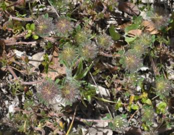 Fotografia da espécie Trifolium cherleri