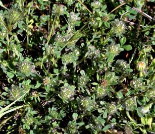 Fotografia da espécie Trifolium cherleri