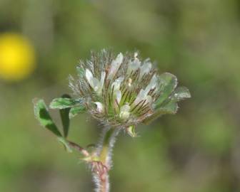 Fotografia da espécie Trifolium cherleri