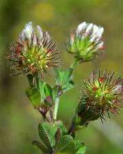 Fotografia da espécie Trifolium lappaceum