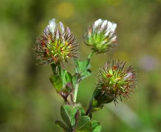 Fotografia da espécie Trifolium lappaceum