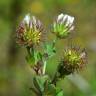 Fotografia 1 da espécie Trifolium lappaceum do Jardim Botânico UTAD