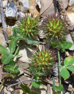 Fotografia 3 da espécie Trifolium lappaceum no Jardim Botânico UTAD