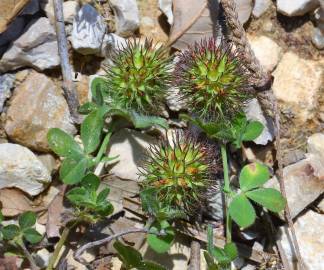 Fotografia da espécie Trifolium lappaceum