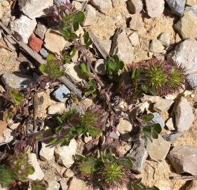 Fotografia da espécie Trifolium lappaceum