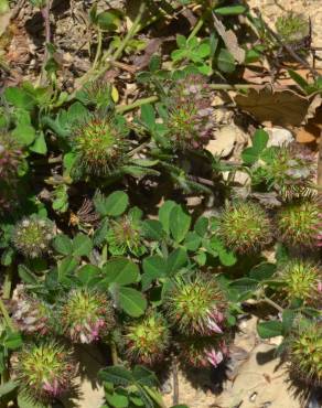Fotografia 5 da espécie Trifolium lappaceum no Jardim Botânico UTAD