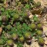 Fotografia 5 da espécie Trifolium lappaceum do Jardim Botânico UTAD