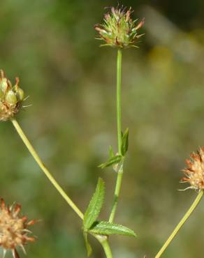 Fotografia 2 da espécie Trifolium strictum no Jardim Botânico UTAD