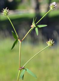 Fotografia da espécie Trifolium strictum