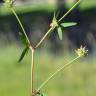 Fotografia 3 da espécie Trifolium strictum do Jardim Botânico UTAD