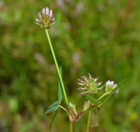 Fotografia da espécie Trifolium strictum