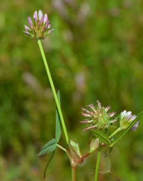 Fotografia 4 da espécie Trifolium strictum no Jardim Botânico UTAD