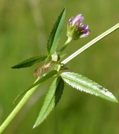 Fotografia da espécie Trifolium strictum