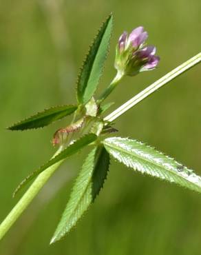 Fotografia 5 da espécie Trifolium strictum no Jardim Botânico UTAD