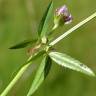 Fotografia 5 da espécie Trifolium strictum do Jardim Botânico UTAD