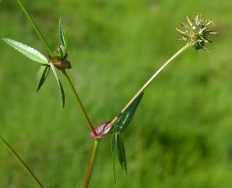 Fotografia da espécie Trifolium strictum