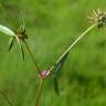 Fotografia 6 da espécie Trifolium strictum do Jardim Botânico UTAD