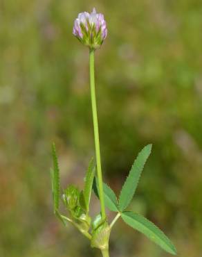 Fotografia 7 da espécie Trifolium strictum no Jardim Botânico UTAD