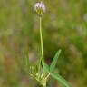 Fotografia 7 da espécie Trifolium strictum do Jardim Botânico UTAD