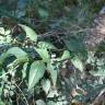 Fotografia 8 da espécie Vincetoxicum nigrum do Jardim Botânico UTAD