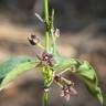 Fotografia 9 da espécie Vincetoxicum nigrum do Jardim Botânico UTAD