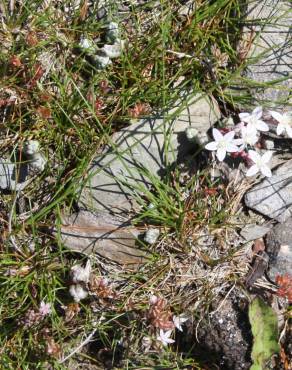 Fotografia 2 da espécie Sedum brevifolium no Jardim Botânico UTAD