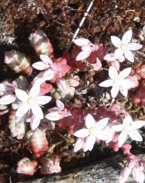 Fotografia 3 da espécie Sedum brevifolium no Jardim Botânico UTAD