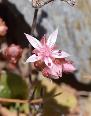 Fotografia 1 da espécie Sedum arenarium no Jardim Botânico UTAD