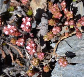 Fotografia da espécie Sedum arenarium