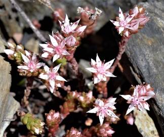 Fotografia da espécie Sedum arenarium