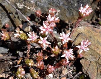 Fotografia da espécie Sedum arenarium