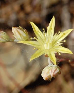 Fotografia 1 da espécie Sedum pruinatum no Jardim Botânico UTAD