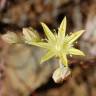 Fotografia 1 da espécie Sedum pruinatum do Jardim Botânico UTAD