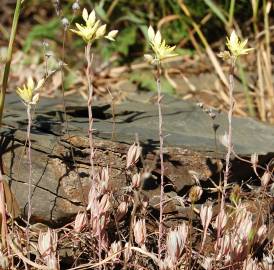 Fotografia da espécie Sedum pruinatum