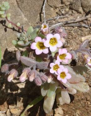 Fotografia 6 da espécie Sedum mucizonia no Jardim Botânico UTAD