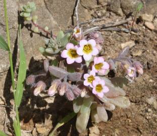 Fotografia da espécie Sedum mucizonia