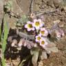 Fotografia 6 da espécie Sedum mucizonia do Jardim Botânico UTAD