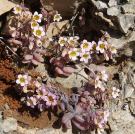 Fotografia da espécie Sedum mucizonia