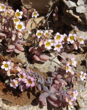 Fotografia 7 da espécie Sedum mucizonia no Jardim Botânico UTAD