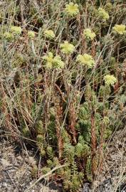 Fotografia da espécie Sedum sediforme