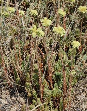 Fotografia 3 da espécie Sedum sediforme no Jardim Botânico UTAD