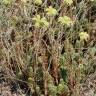 Fotografia 3 da espécie Sedum sediforme do Jardim Botânico UTAD