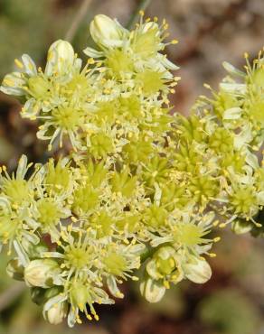 Fotografia 1 da espécie Sedum sediforme no Jardim Botânico UTAD