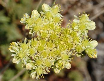 Fotografia da espécie Sedum sediforme