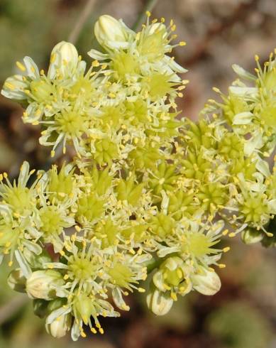 Fotografia de capa Sedum sediforme - do Jardim Botânico