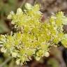 Fotografia 1 da espécie Sedum sediforme do Jardim Botânico UTAD